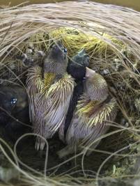 Jungvögel im Nest