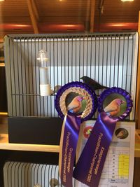 Gruppensieger Prachtfinken mit Dybowski Tropfenastrild