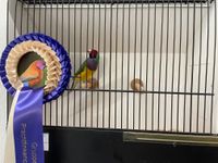 Gruppensieger Gouldamadinen